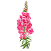 Blumensamen