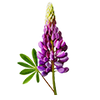 Blumensamen