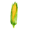 Gemüsesamen