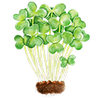 Microgreens