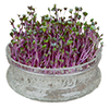 Microgreens