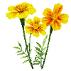 Blumensamen
