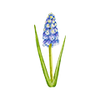 Frühblüher