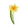 Frühblüher