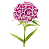 Blumensamen