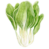 Pak Choi Samen