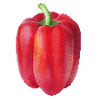 Gemüsesamen