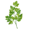Kräutersamen