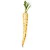 Petersilienwurzel Samen