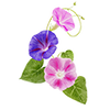 Blumensamen