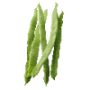 Prunkbohnen samen
