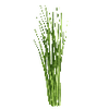Kräutersamen