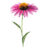 Blumensamen
