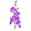 Blumensamen
