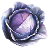 Rotkohl samen