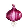 Rote Zwiebel Samen
