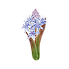 Frühblüher