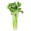 Gemüsesamen