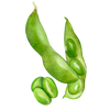 Edamame Samen