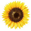 Blumensamen