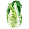 Spitzkohl Samen