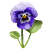 Blumensamen