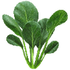 Tatsoi-Samen