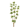 Kräutersamen