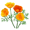 Blumensamen