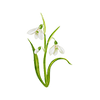 Frühblüher