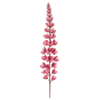 Ehrenpreis Stängel / Veronica