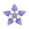 Blumensamen