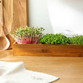Alles-in-einem Microgreens-Paket - 10 Beutel Bio-Samen