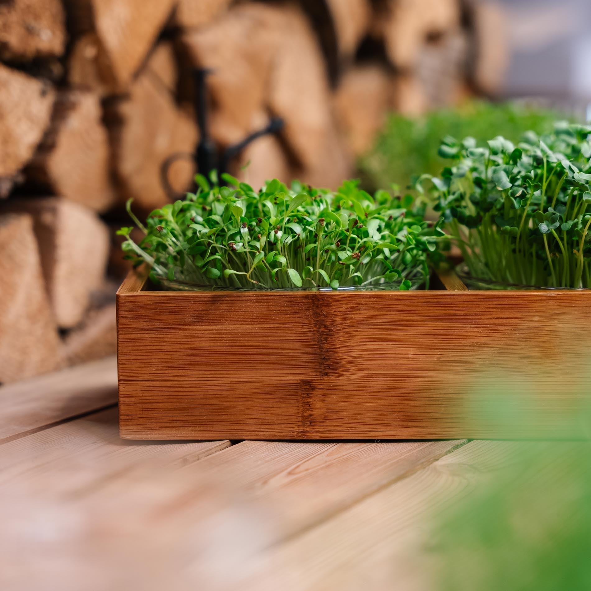 Alles - in - einem Microgreens - Paket - 10 Beutel Bio - Samen