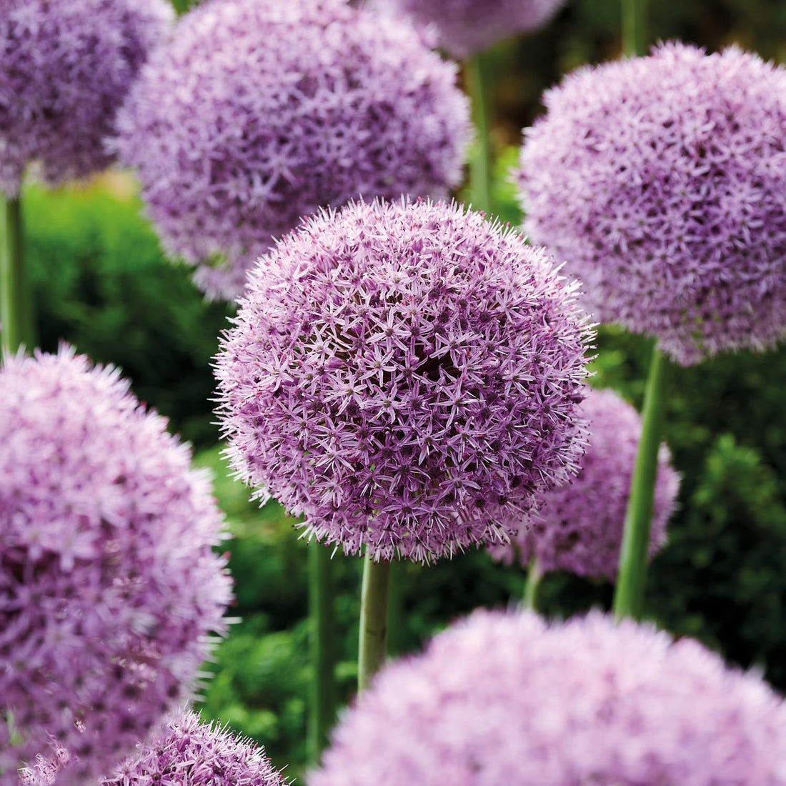 Løglasagne 'Custard Crown'