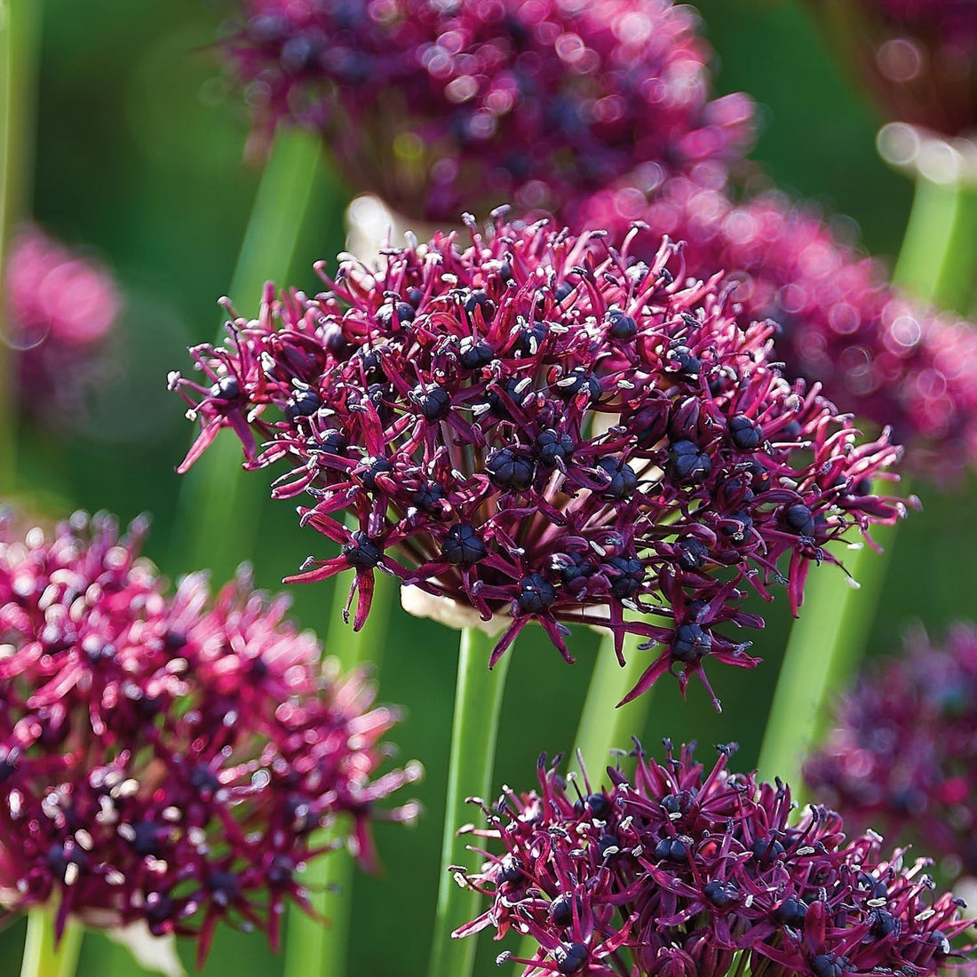 Allium, Zierlauch 'Atropurpereum'