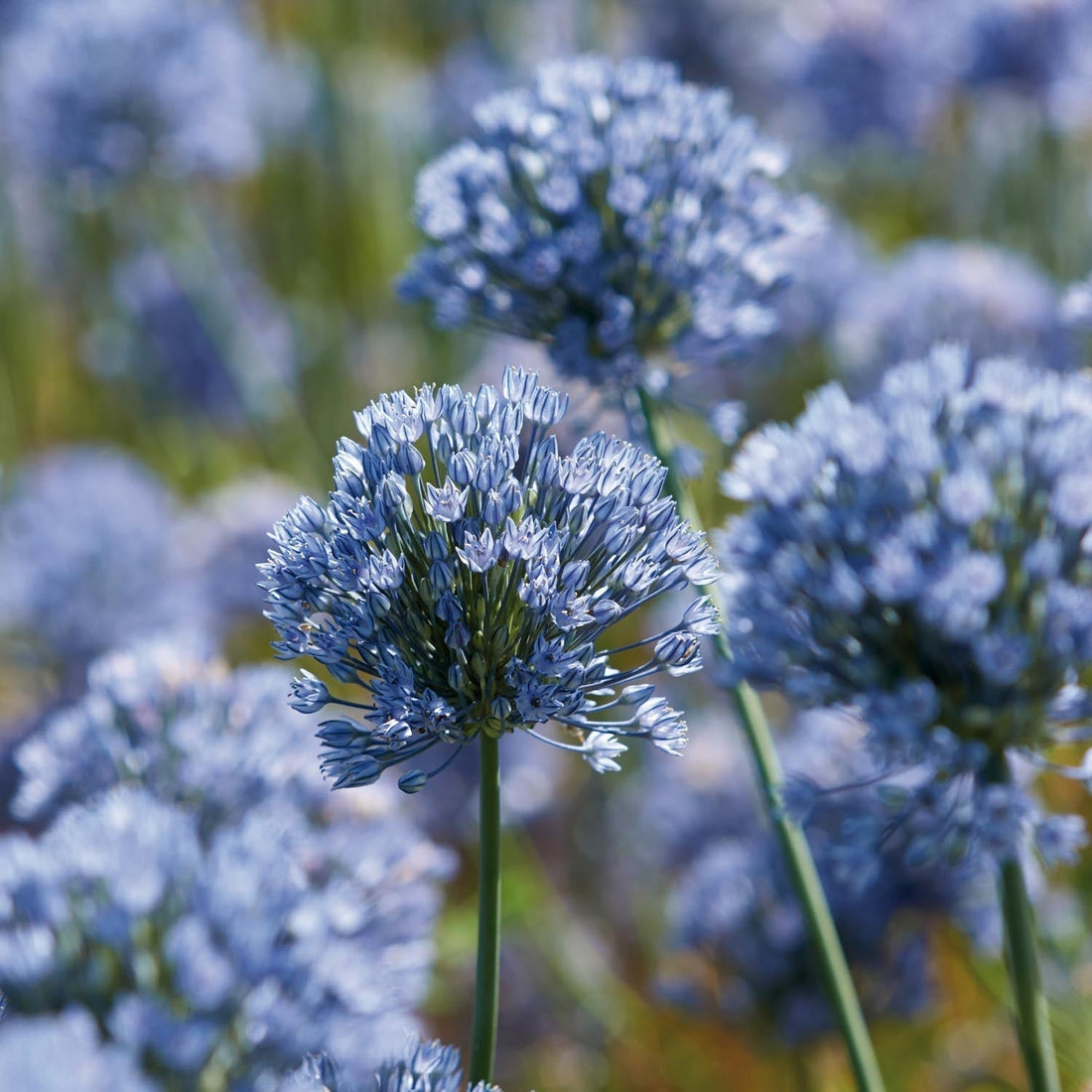 Allium, Zierlauch 'Caeruleum'
