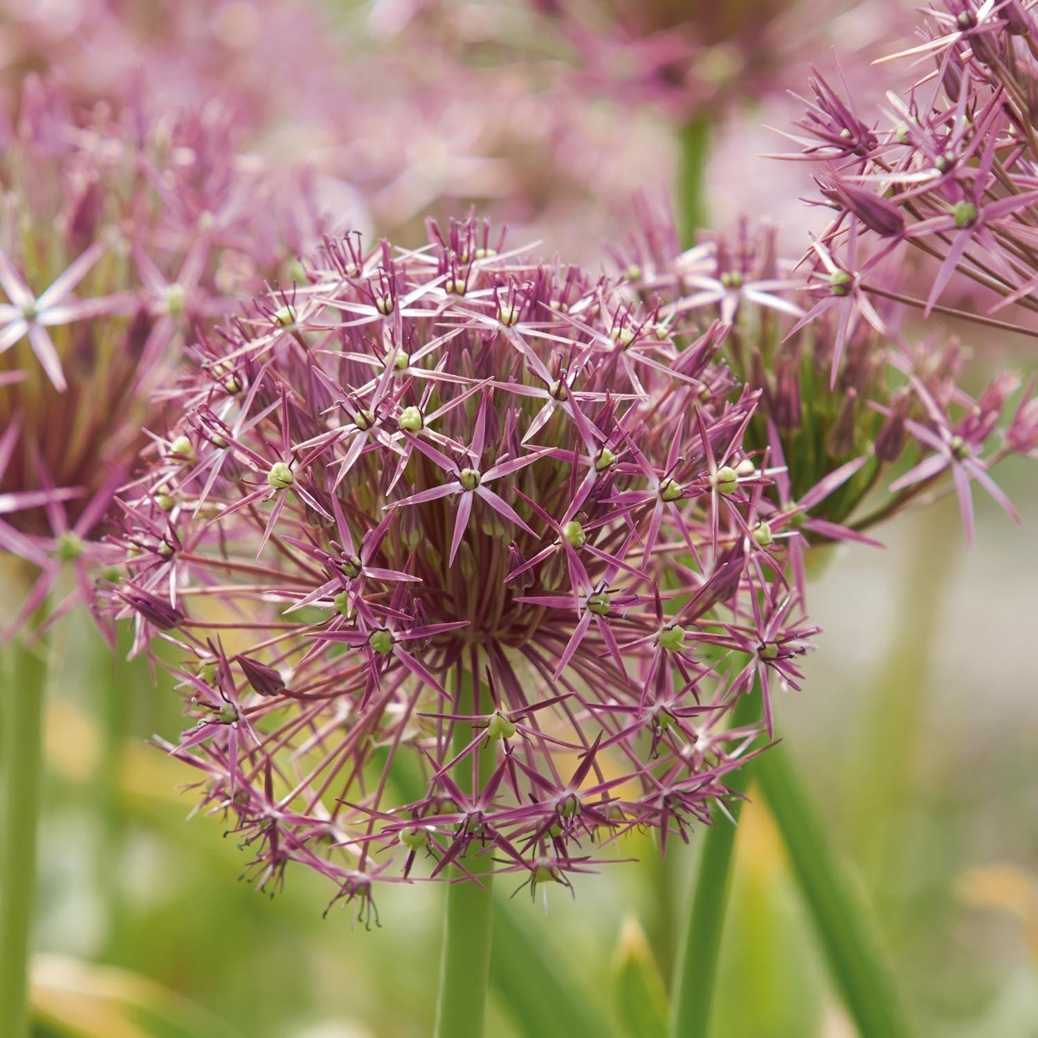 Allium, Zierlauch 'Christophii'
