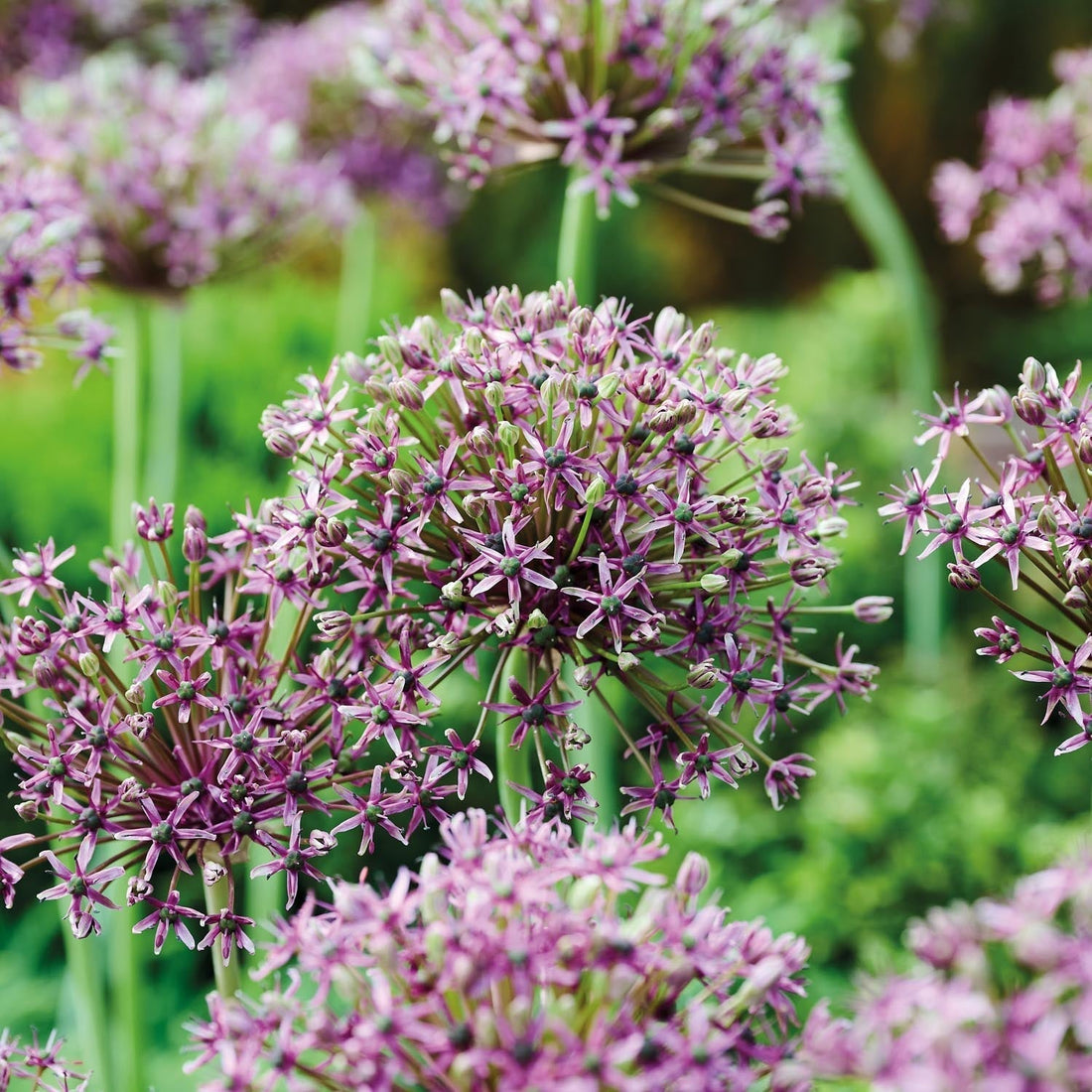 Allium, Zierlauch 'Miami'