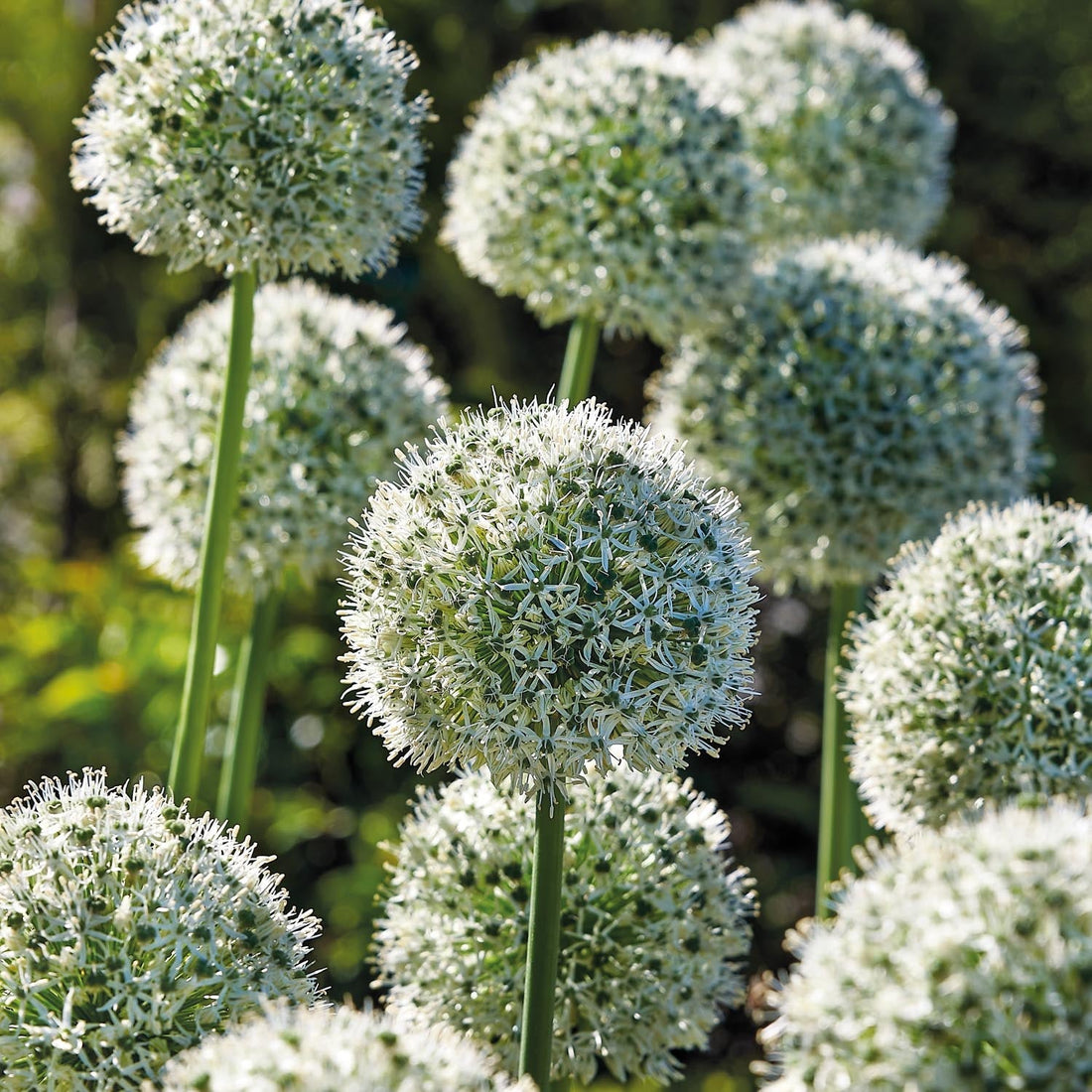 Allium, Zierlauch 'Mount Everest'
