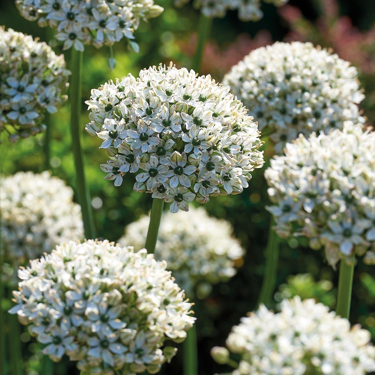 Allium, Zierlauch 'Nigrum'