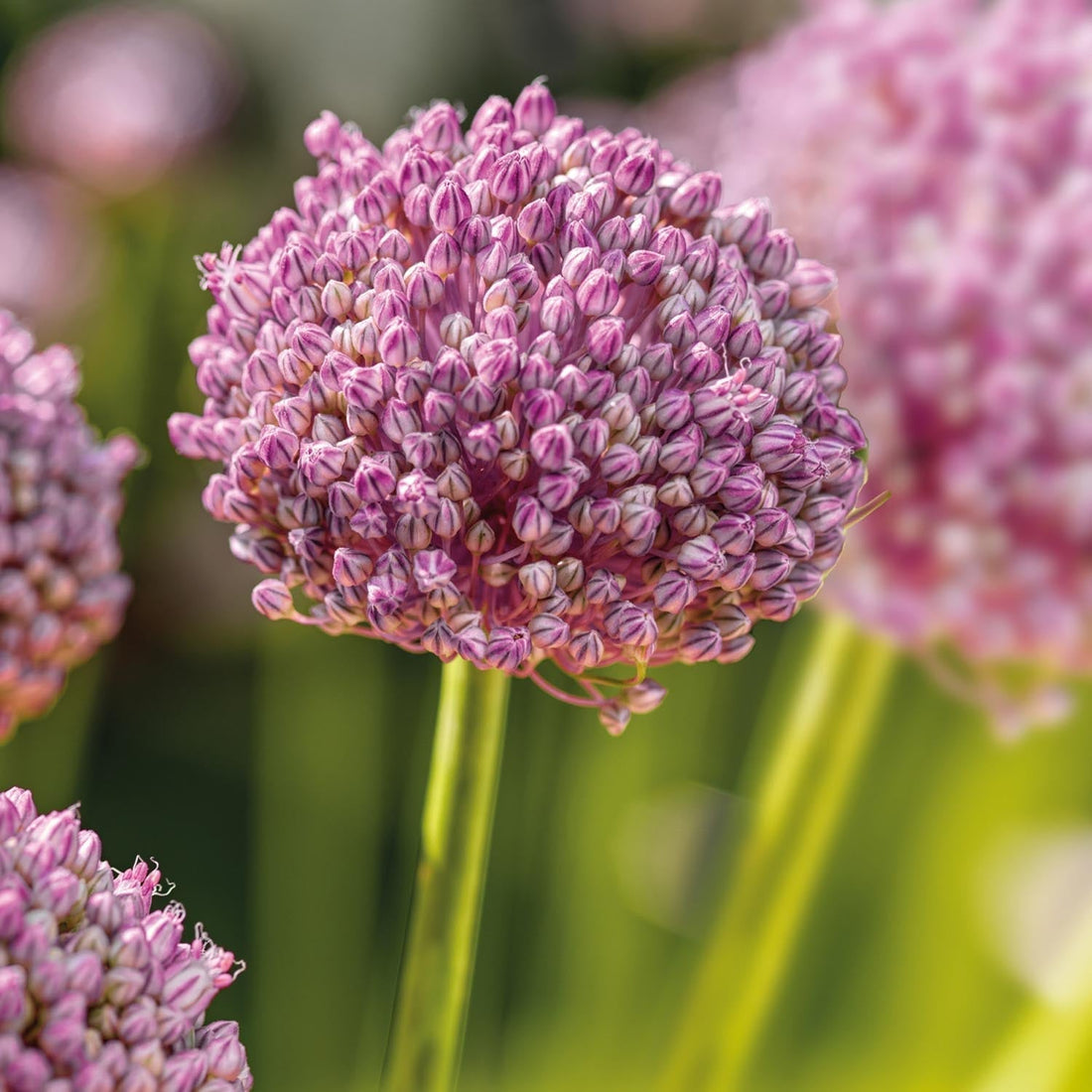 Allium, Zierlauch 'Ping Pong'