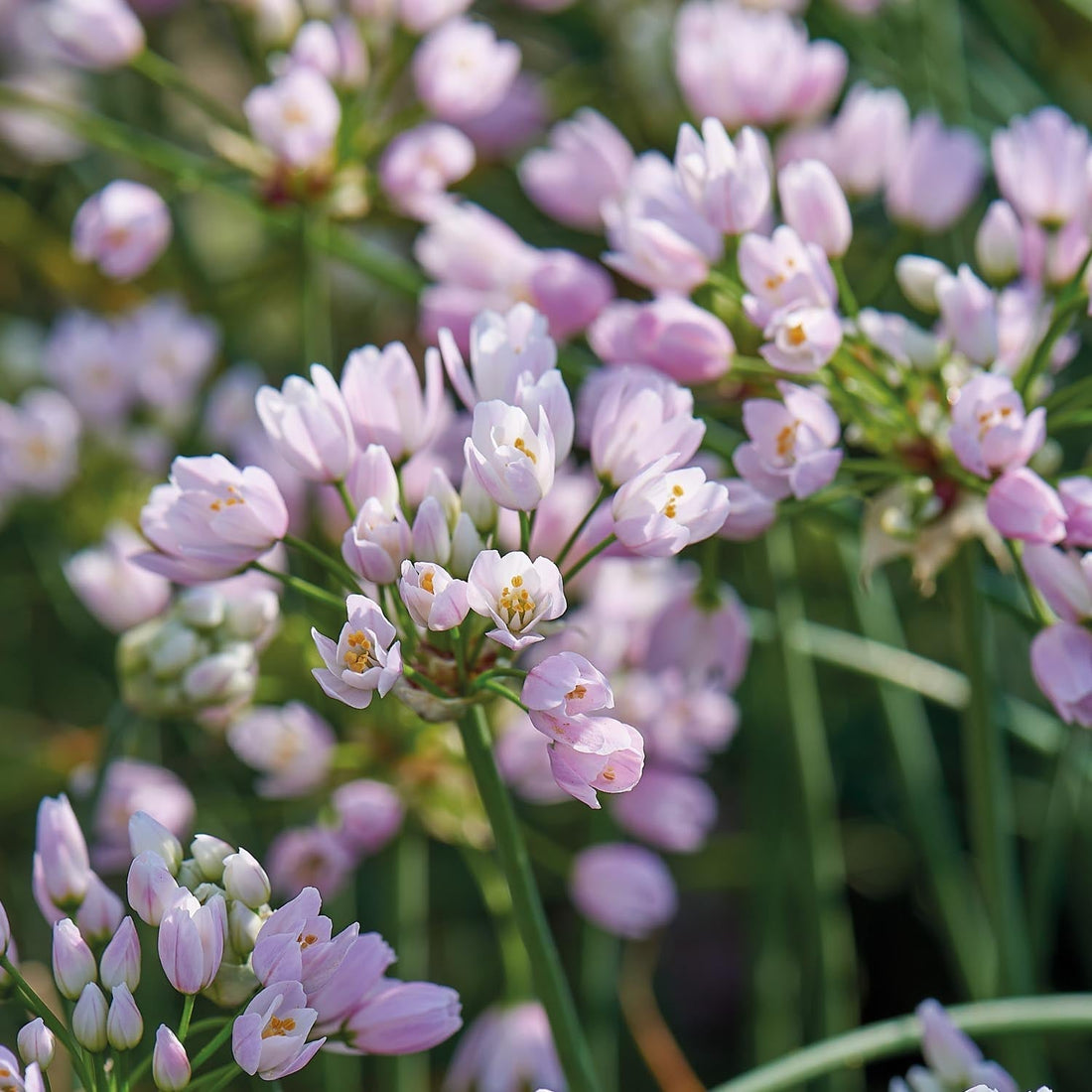 Allium, Zierlauch 'Roseum'