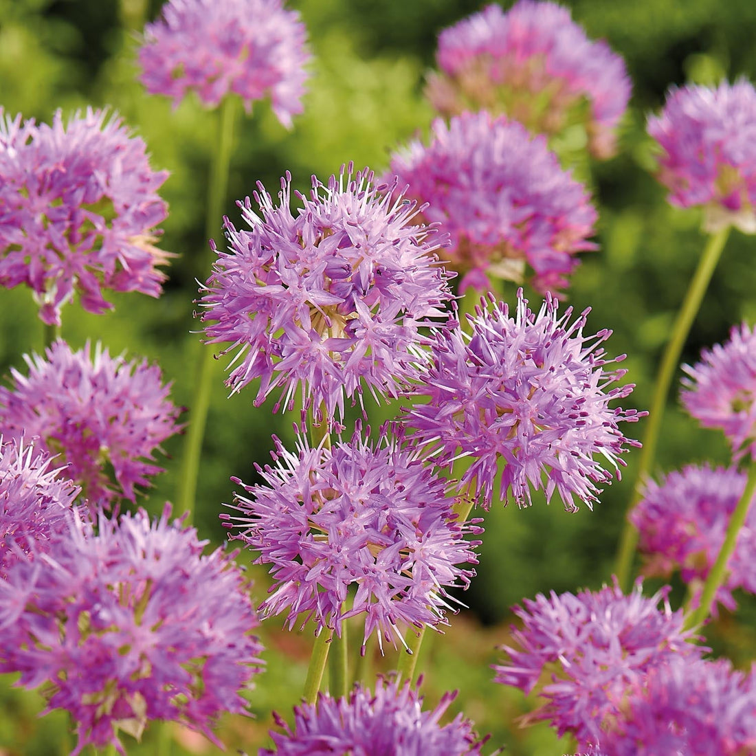 Allium, Zierlauch 'Rosy Dream'