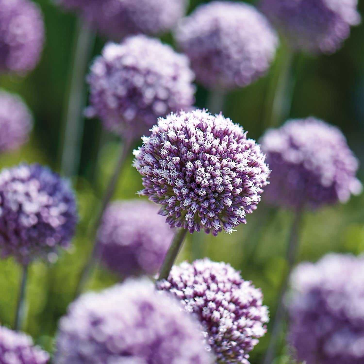 Allium, Zierlauch 'Summer Drummer'
