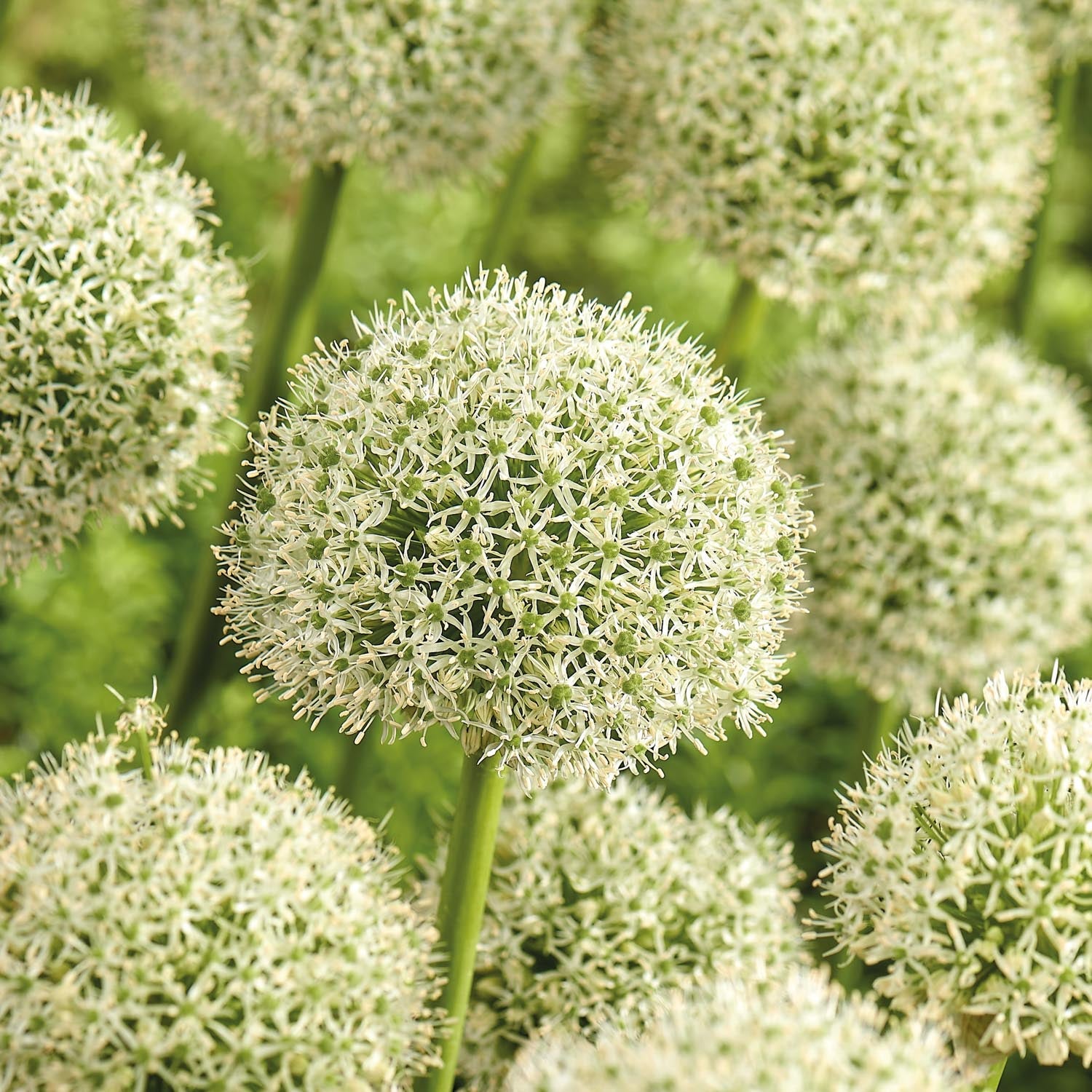 Allium, Zierlauch 'White Giant'