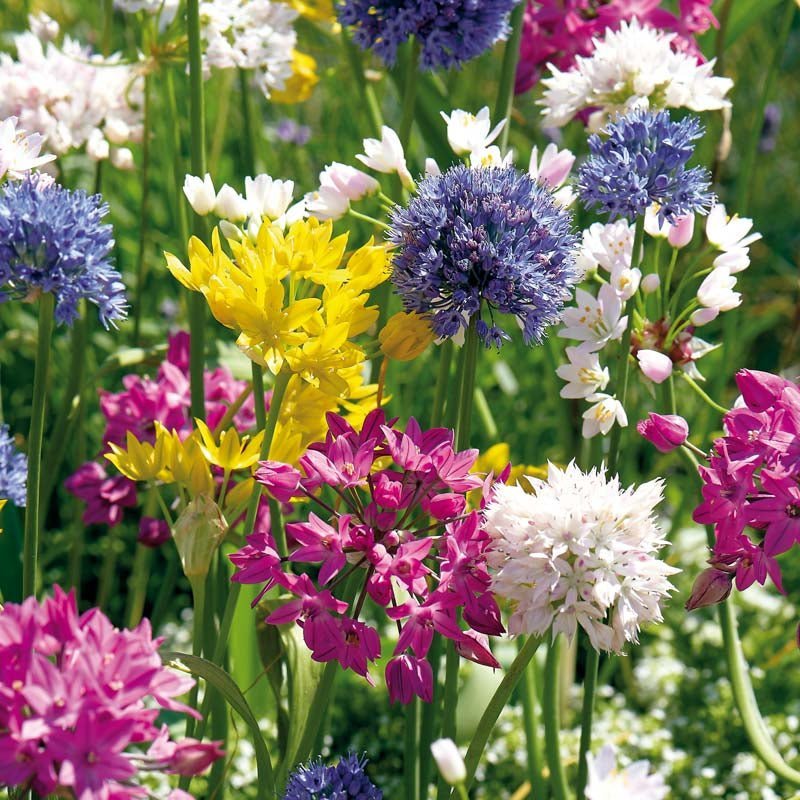 Alliummischung 'Mini Mixed'