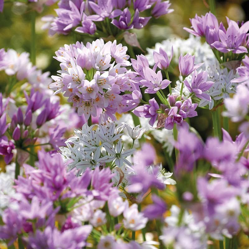 Alliummischung 'Mini Pink Mixed'