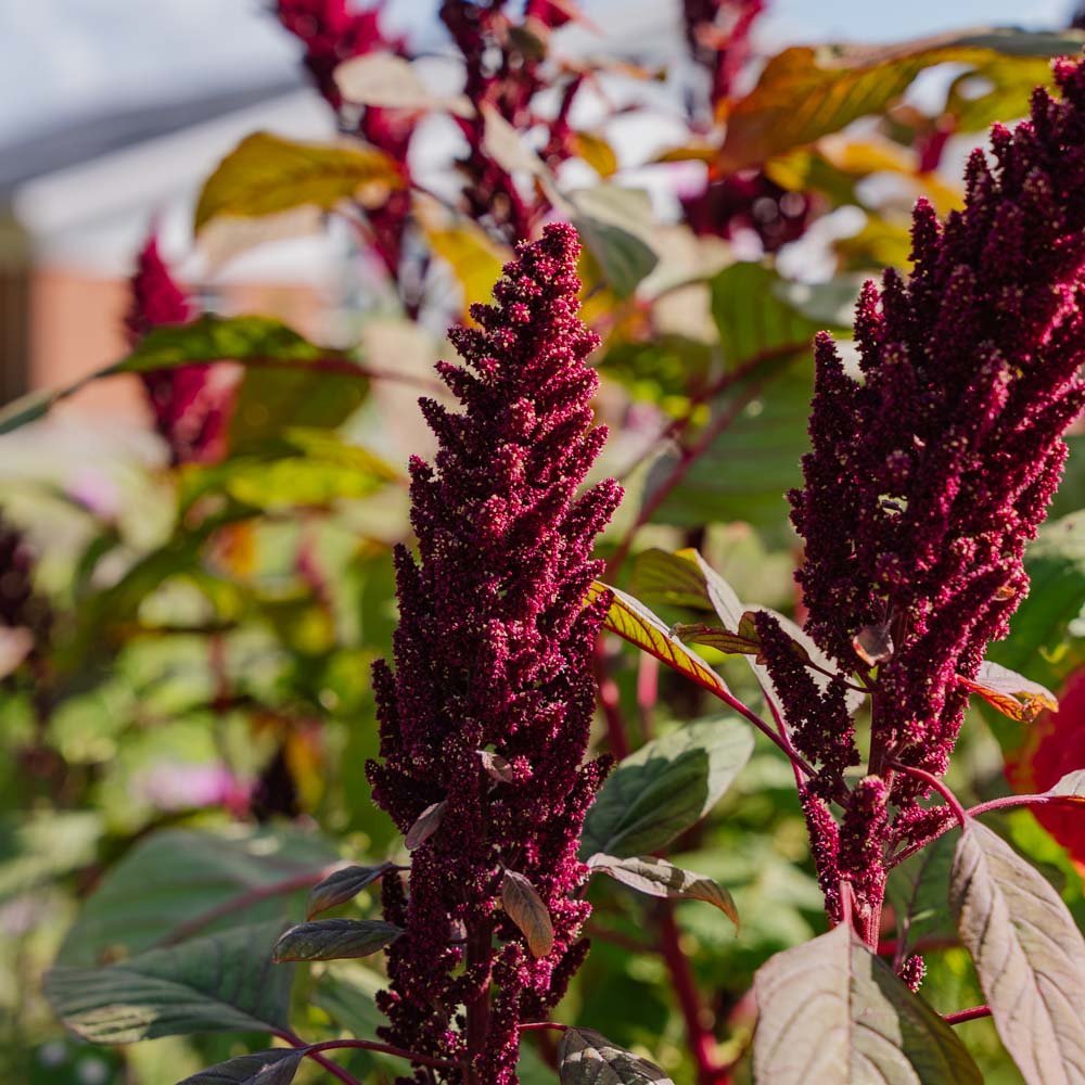 Amaranth Samen 'Prince's Feather' - 300 Biosamen