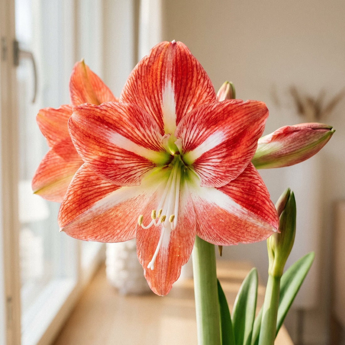 Amaryllis, Hippeastrum 'Minerva'